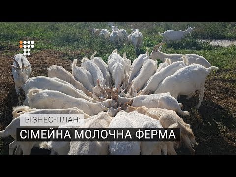 Видео: Сімейна молочна ферма. Бізнес-план