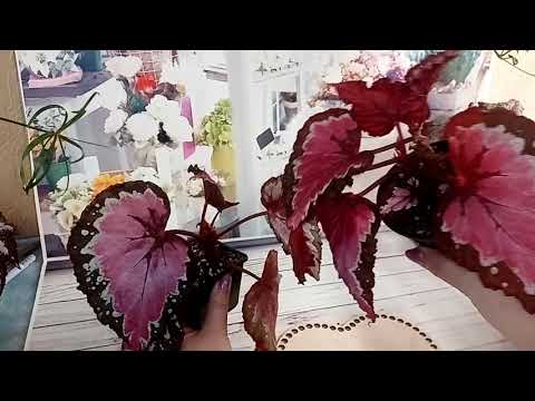 Видео: Бегония - любовь моя. 3 серия.