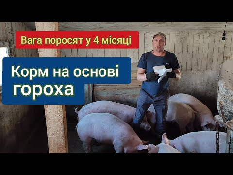 Видео: вага поросят у 4 місяці корм на основі гороха