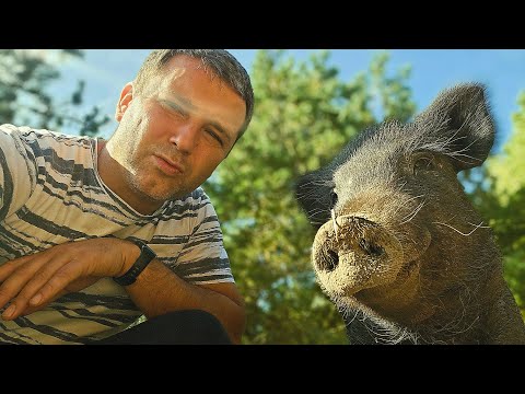 Видео: Единение человека с природой. Решил пожить один на хуторе в окружении животных