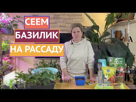 Видео: КАК ПАРВИЛЬНО ПОСЕЯТЬ БАЗИЛИК!
