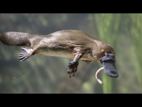 Видео: УТКОНОС - Маленький, но очень необычный зверь конструктор! Этот парень точно вас удивит!