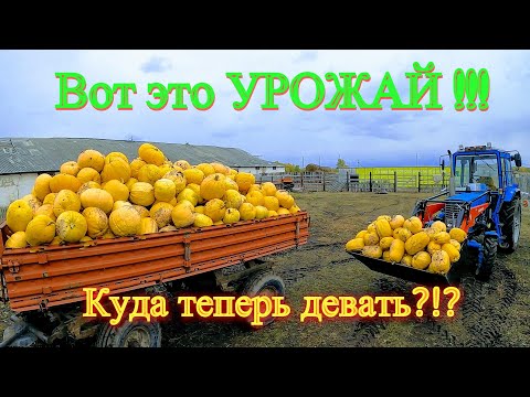 Видео: Урожай тыквы в Сибири. Весь процесс посадки, ухода и уборки за тыквой.