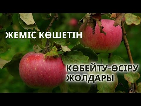 Видео: ЖЕМІС АҒАШЫН ӨСІРУ, КӨБЕЙТУ ЖОЛДАРЫ