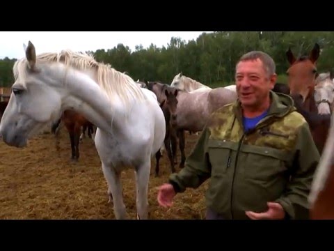 Видео: Новосибирское коннозаводство