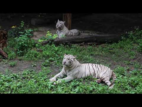 Видео: Китай: Шанхайский зоопарк/China: Shanghai Zoo