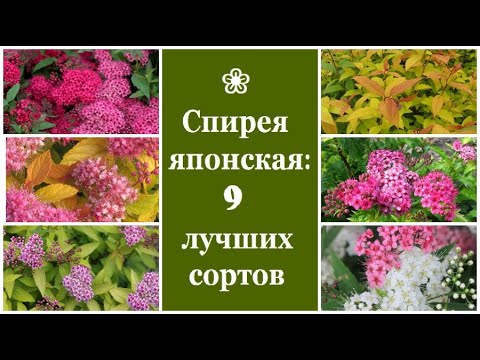 Видео: ❀ Спирея японская: 9 лучших сортов