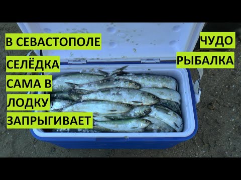 Видео: Сельдь по бешенному клюёт в Севастополе