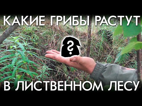 Видео: КАКИЕ ГРИБЫ РАСТУТ В ЛИСТВЕННЫХ ЛЕСАХ