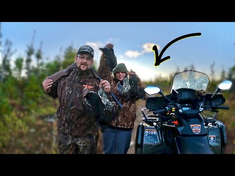 Видео: Охота на куропаток. Лесные тропы полны куропаток! (Ньюфаундленд)