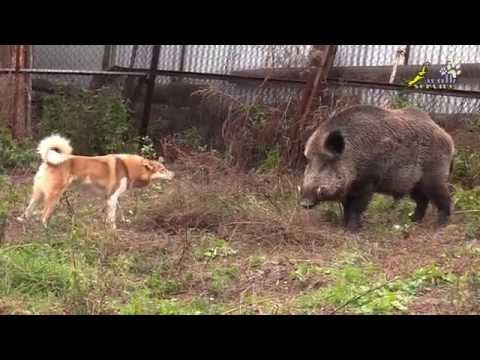 Видео: СОБАКА ДЛЯ ОХОТЫ, притравка лайки по кабану