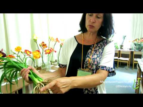 Видео: Выставка "Лилейники" в музее им. Тимирязева: разнообразие и красота