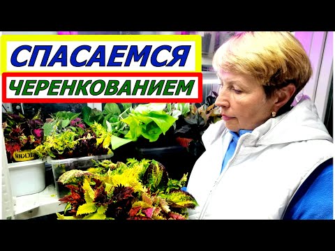 Видео: До морозов надо успеть нарезать черенки. А кого уже опоздали?