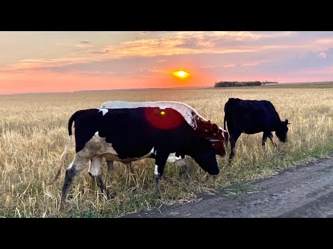 Видео: А вы помните как все начиналось? От 3 коров до 14 голов!