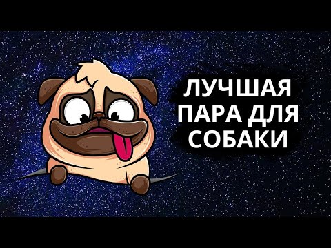 Видео: Совместимость знака Собака - лучшая и худшая пара