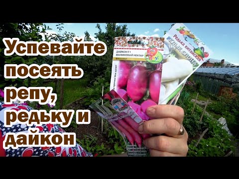 Видео: Сеем репу, редьку и дайкон