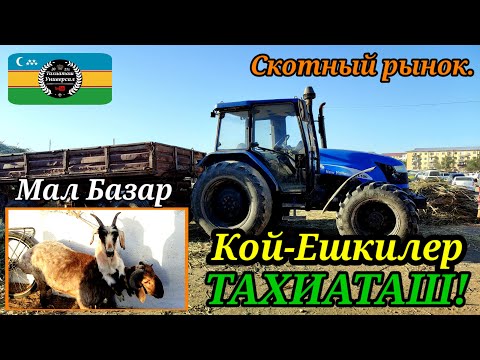 Видео: 31.10.25ж.МАЛ БАЗАР - СКОТНЫЙ РЫНОК #тахиаташ#каракалпакистан#бахалары#цены#кой#овец#кошкар#баран 