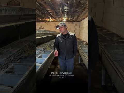Видео: ЛПХ кролики Нарочь