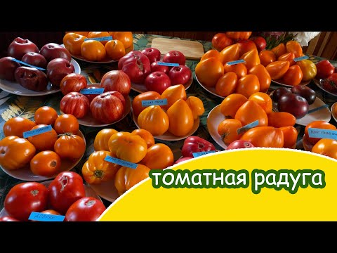 Видео: Большая  дегустация крупноплодных сортовых томатов
