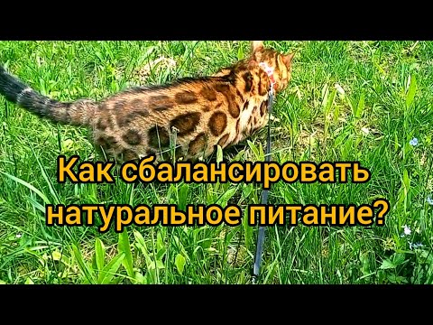 Видео: Как сбалансировать натуральное кормление котёнка или кошки? Самые важные моменты!