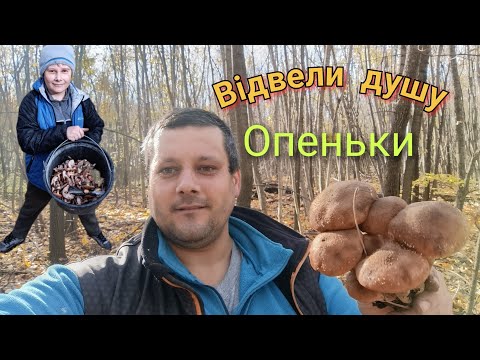 Видео: В ліс по опеньки, активний відпочинок#ліс#гриби#опеньки#рекомендации