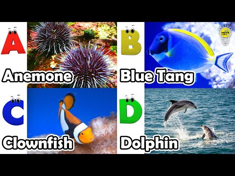 Видео: Азбука животных | Песня ABC «Морские животные» | Английский язык и животные для детей | Детская п...