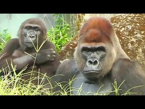 Видео: Джико всё время смотрит в камеру 😆😎