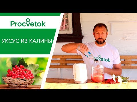 Видео: УКСУС ИЗ КАЛИНЫ. Полезный рецепт!