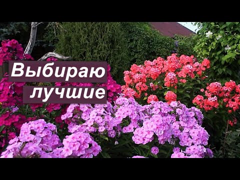 Видео: Флоксы: выбираю лучшие сорта этого сезона