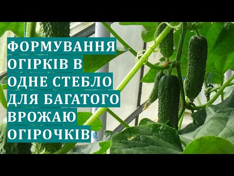 Видео: Формування рослин огірків в одне стебло для багатого врожаю огірочків
