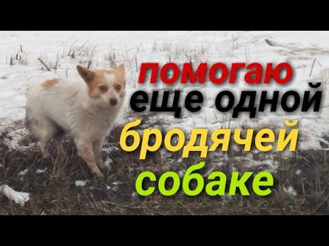 Видео: Кормлю ещё одну бродячую собаку.