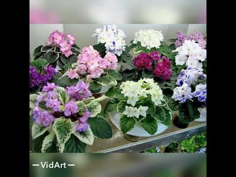 Видео: Fialka gulini ko'paytirish. Фиалка размножение