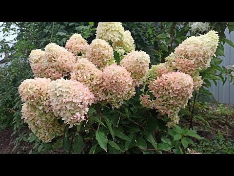Видео: ГОРТЕНЗИИ ЦВЕТУТ 🌱😍 Как меняется цвет Тульская область 25.08.25