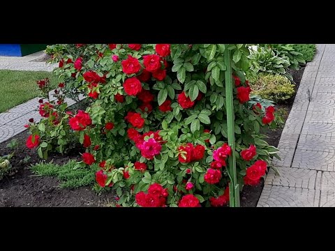 Видео: Сад мечты...2020. Идеальный сад моей мамы...