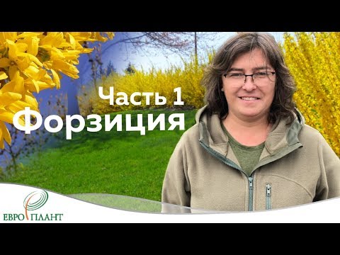 Видео: Цветущие кустарники которые не радуют.Часть 1. Форзиция