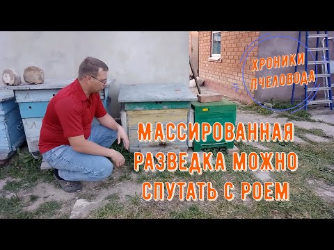 Видео: Массированная разведка пчел