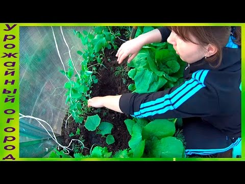 Видео: ►СУПЕР УРОЖАЙНЫЙ СПОСОБ ВЫРАЩИВАНИЯ ОГУРЦОВ НА КРАПИВЕ!И ДРУГИЕ СЕКРЕТЫ БОЛЬШОГО УРОЖАЯ!!!