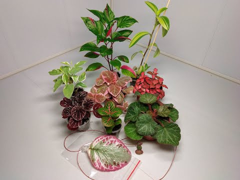 Видео: Растения едут в новый дом #9