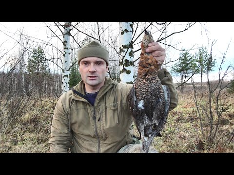 Видео: ОХОТА НА БОРОВУЮ ПТИЦУ. ПОДОШЕЛ К ЛОСЮ. ДАЛЬНИЕ ВЫСТРЕЛЫ ПО ТЕТЕРЕВУ.