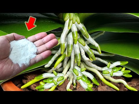 Видео: Просто посыпьте 1 ложкой! Даже самая слабая орхидея вырастет 1001 корень и цветочную ветку!