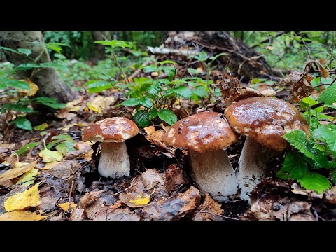 Видео: НАЙШИКАРНІШИЙ ГРИБНИЙ СЕЗОН ОСТАННІХ РОКІВ!ШАЛЕНІ КУПИ ГРИБІВ 2025