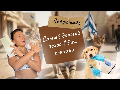 Видео: Самый дорогой поход в Вет.Клинику в Израиле