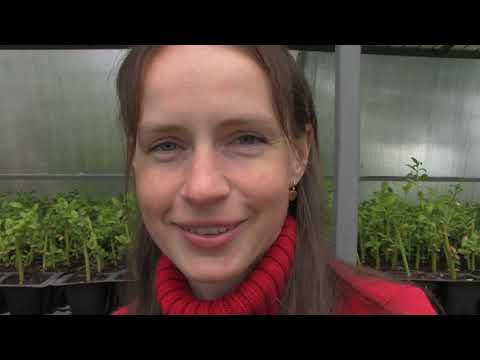 Видео: Укоренение голубики.
