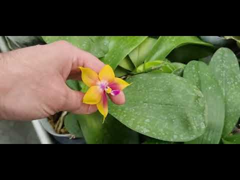 Видео: ОрхоРай в гостях у Yaphon orchids.