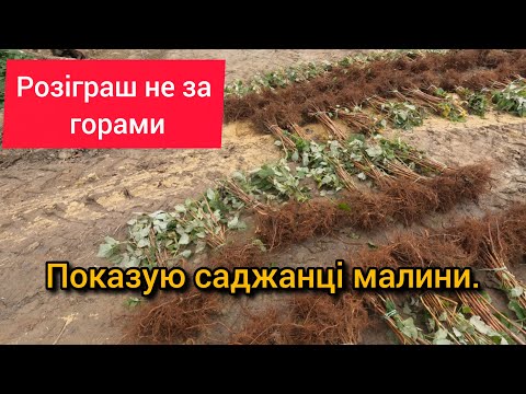 Видео: 🔥 РОЗІГРАШ СКОРО 🔥 Саджанці малини. Показую кореневу.