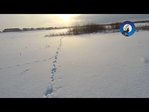 Видео: ОХОТА НА ЗАЙЦА БЕЛЯКА В ОДИНОЧКУ * ПЕРВЫЙ ЗАЯЦ 2023