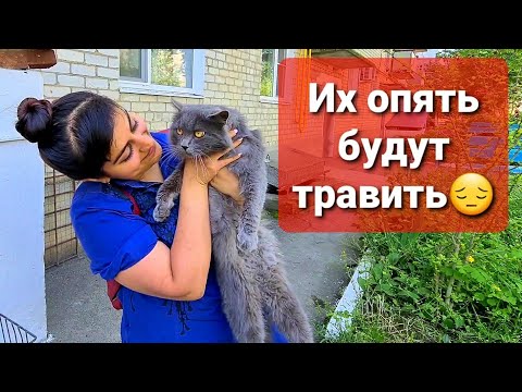 Видео: Хвостиков хотят ПОТРАВИТЬ😱видео с 12 мая (Архив)