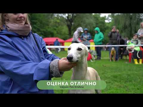 Видео: Мир Борзых 2023.  Кобели
