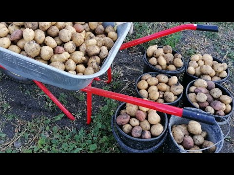 Видео: ДЕРЕВНЯ. День ВТОРОЙ. Её просто Море! #ТатьянаКильмяшкина