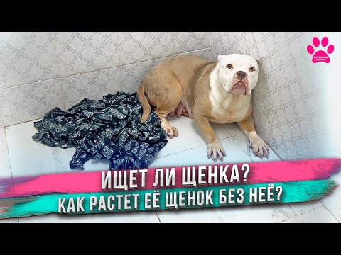 Видео: Что с собакой у которой заводчики отняли щенка сразу при рождении?